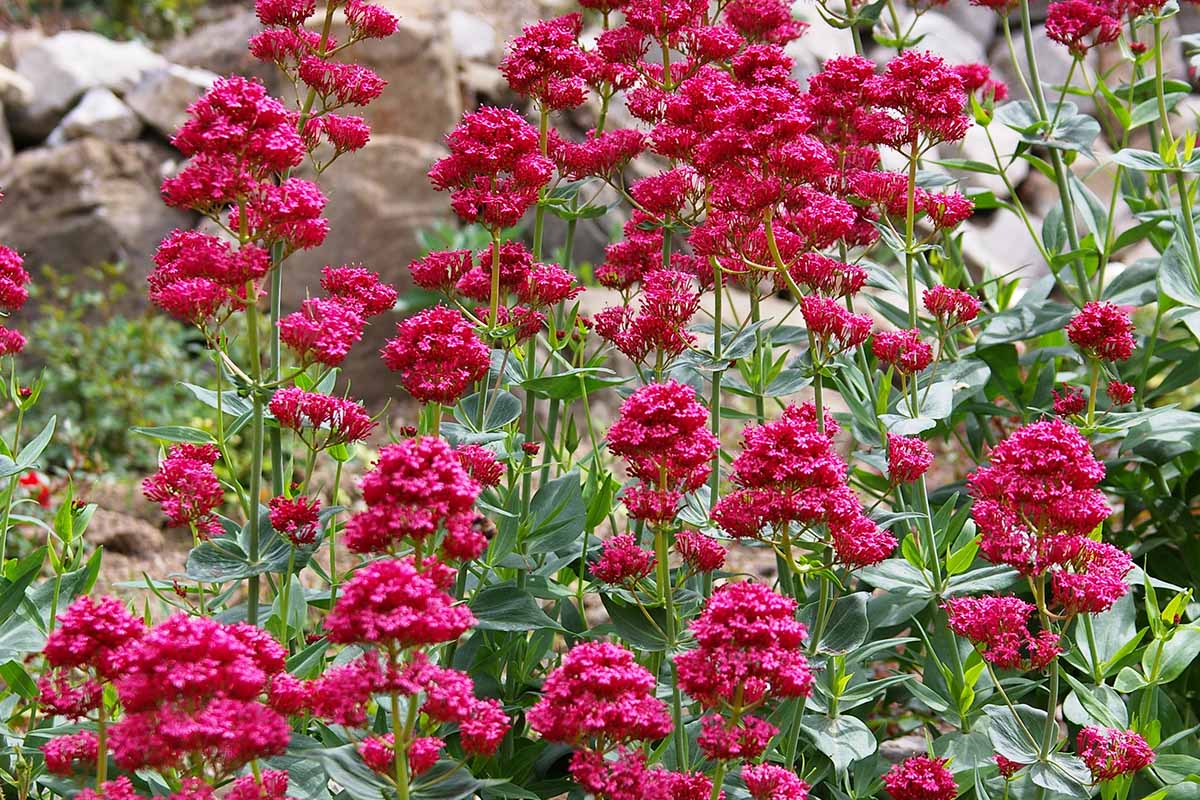 A close up horizontal image of the red flowers of Centranthus ruber in bloom in a fall landscape.