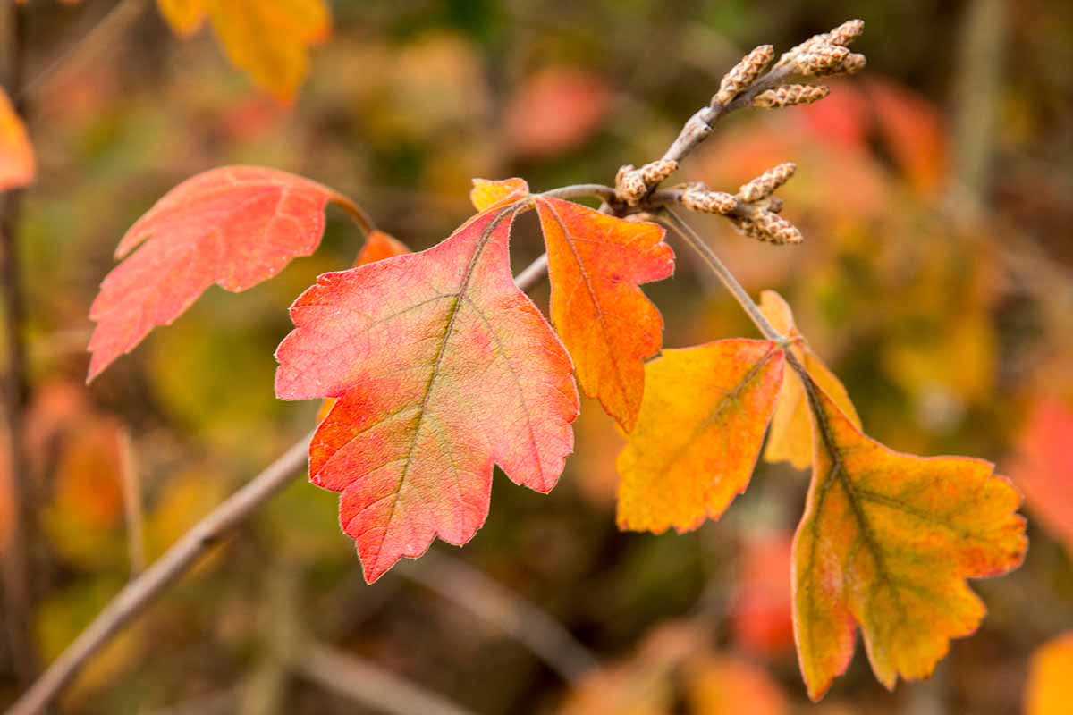 A close up horizontal image of the fall foliage of fragrant sumac pictured on a soft focus background.