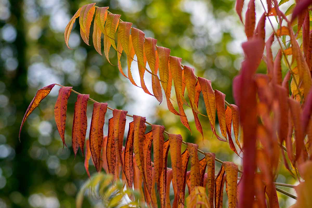 Cutleaf staghorn sumac (Rhus typhina 'Laciniata’) with orange and red leaves in the autumn.