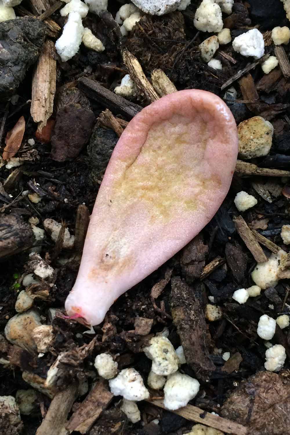 A close up vertical image of a leaf that has callused off and is starting to grow roots.