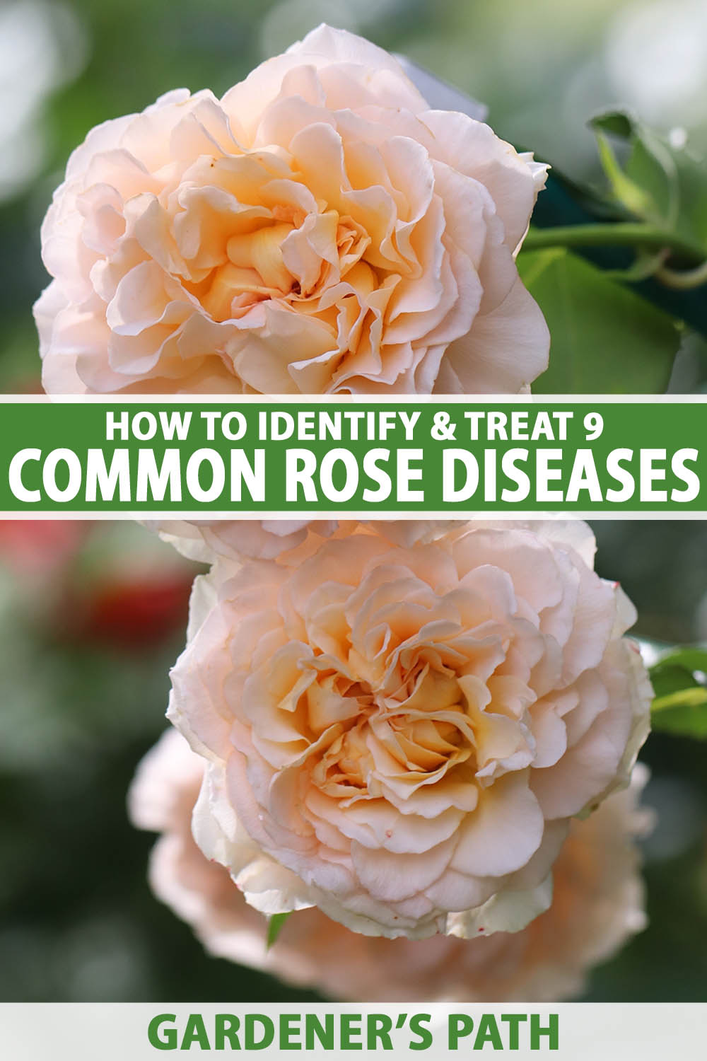A close up vertical image of two rose flowers growing in the garden pictured on a soft focus background. To the center and bottom of the frame is green and white printed text.