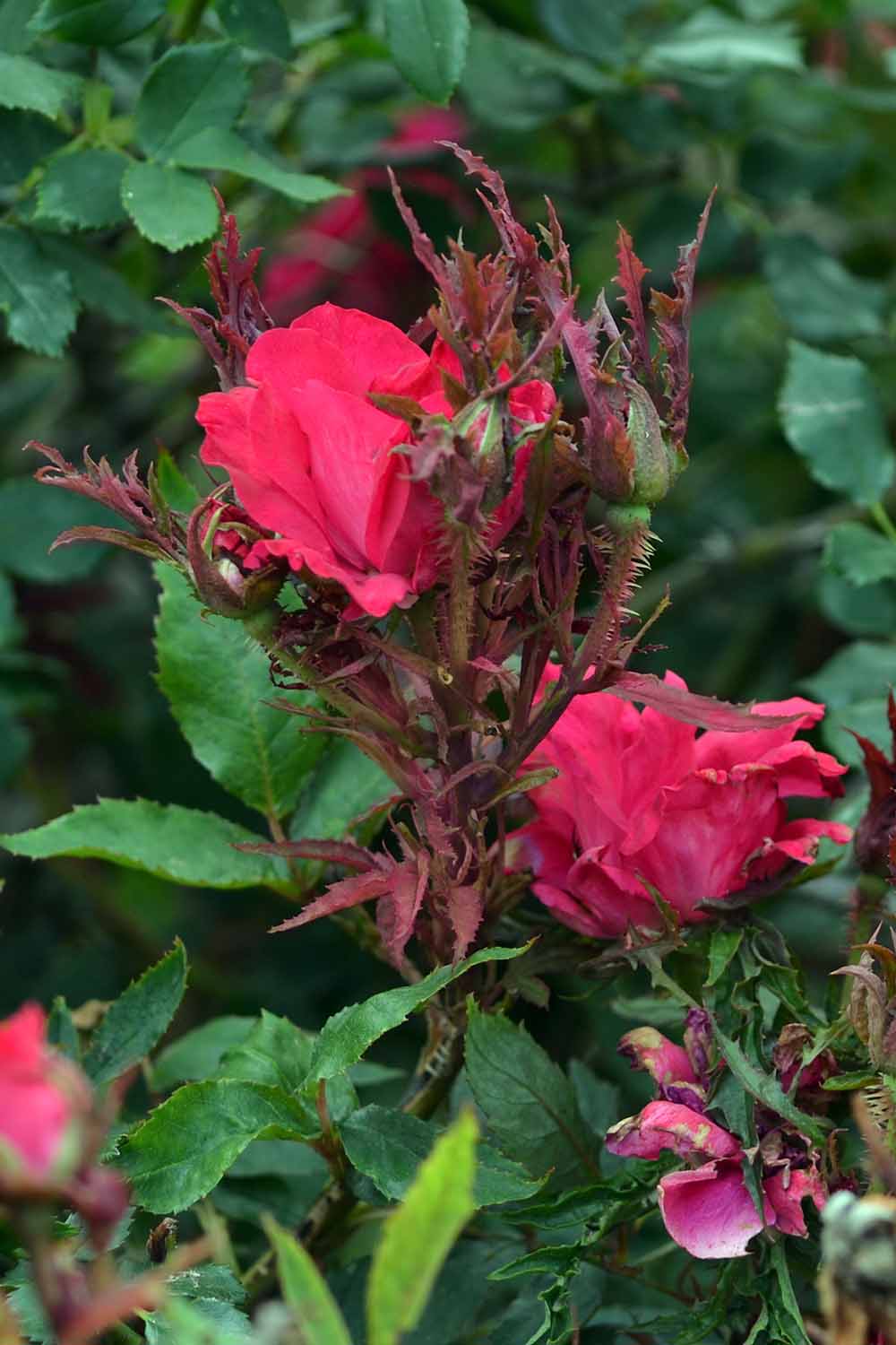 A vertical picture of a plant suffering from rose rosette disease, with dark red stems and foliage and lots of tiny new thorns, on a green soft focus background.