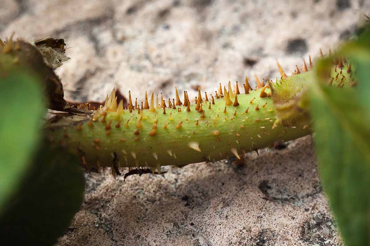 A close up of the stem of a plant suffering from rose rosette disease showing the large number of tiny new thorns, set on a stone background.