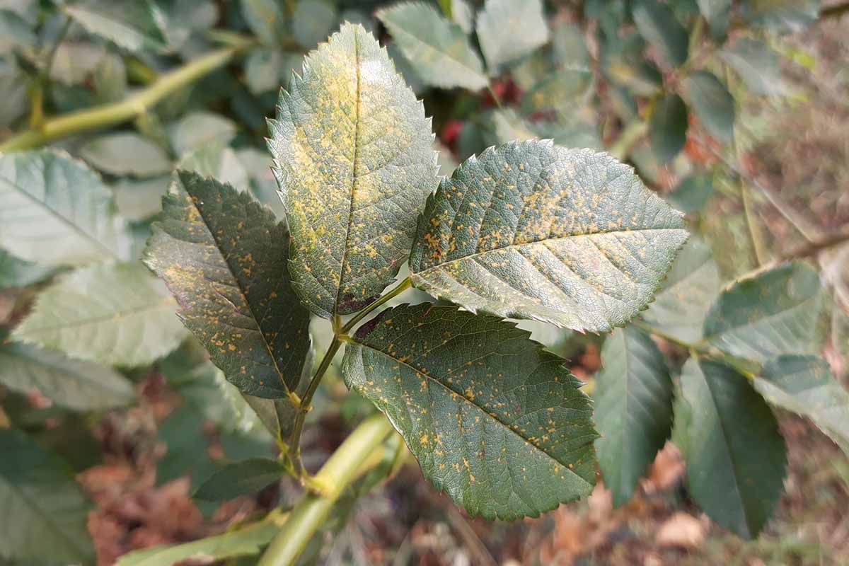 A close up of the foliage of a rose plant suffering from fungal rust. The green leaves are turning a light brown, rusty color.