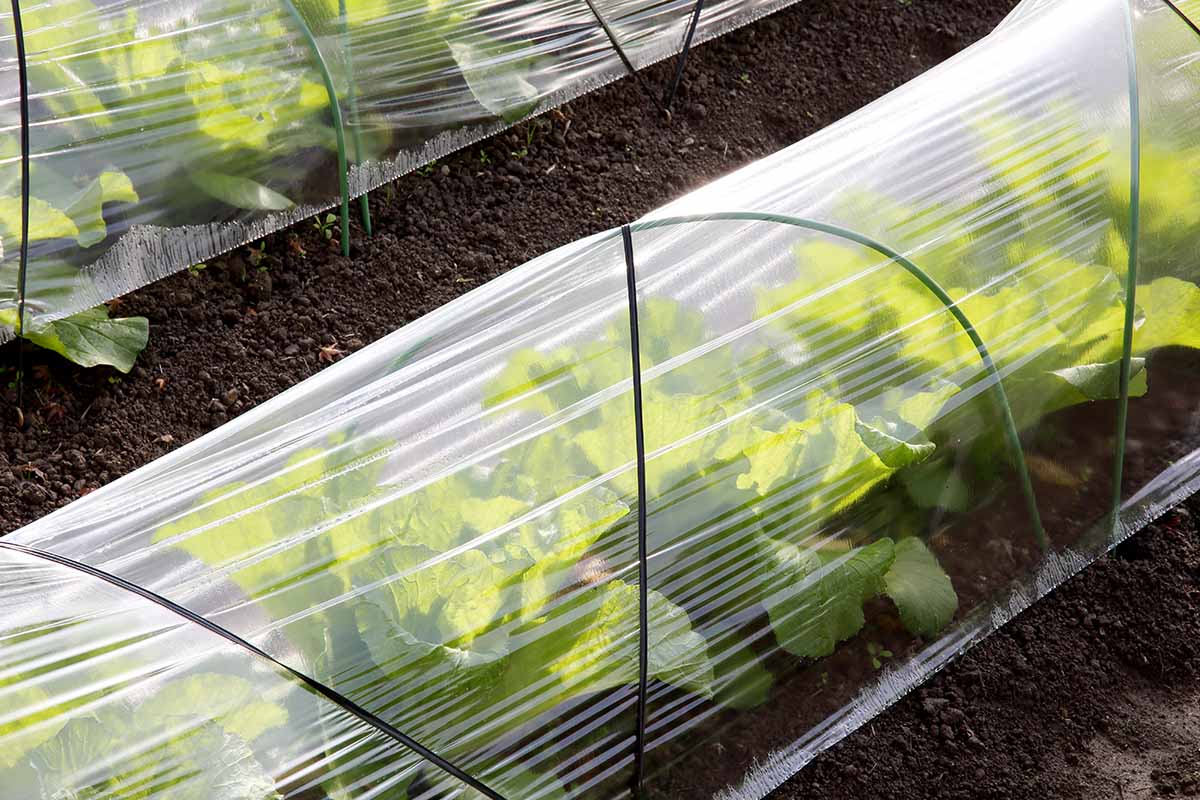 A close up horizontal image of plastic row covers protecting leafy greens in the garden from pests.