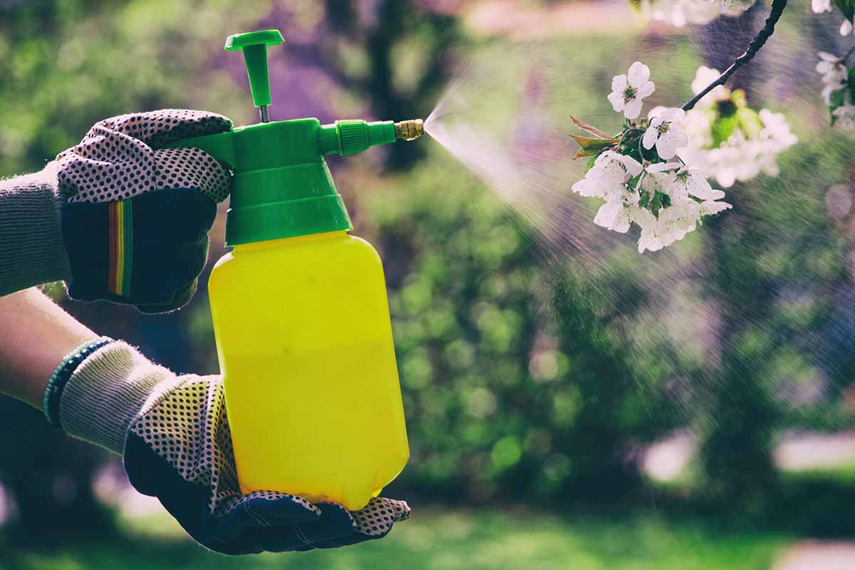 A close up horizontal image of pair of gloved human hands operates a sprayer to apply chemicals in a garden.