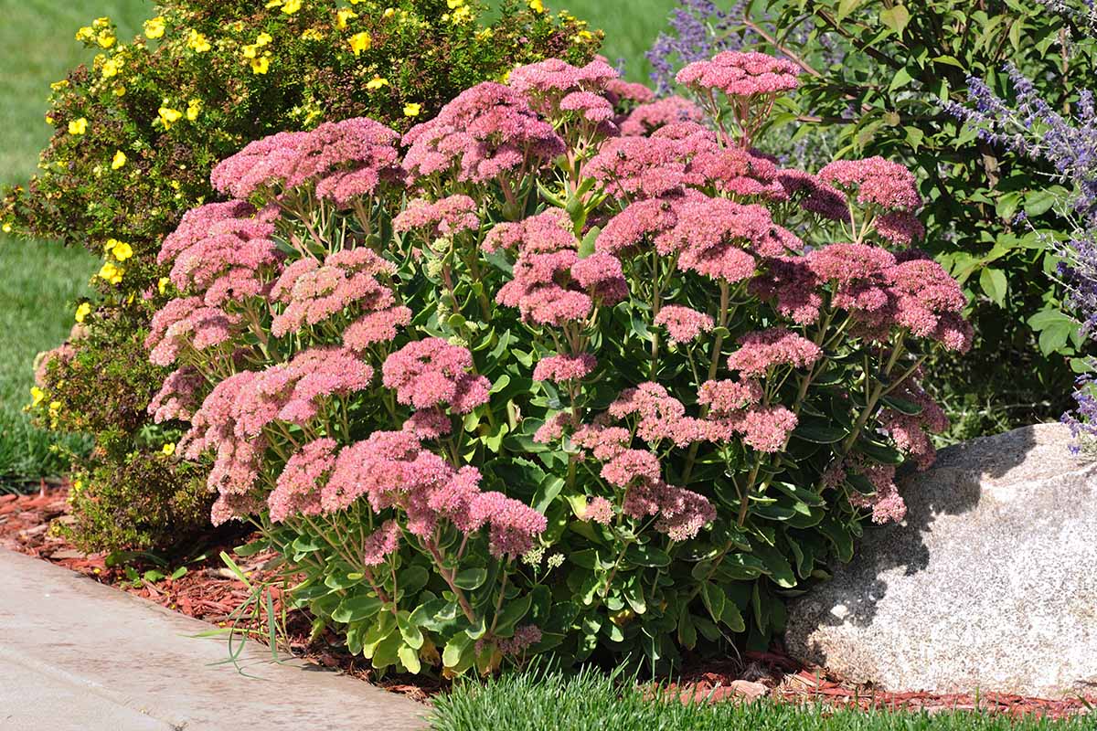 A close up horizontal image of flowering Sedum 'Autumn Joy' in bloom on a sunny day.