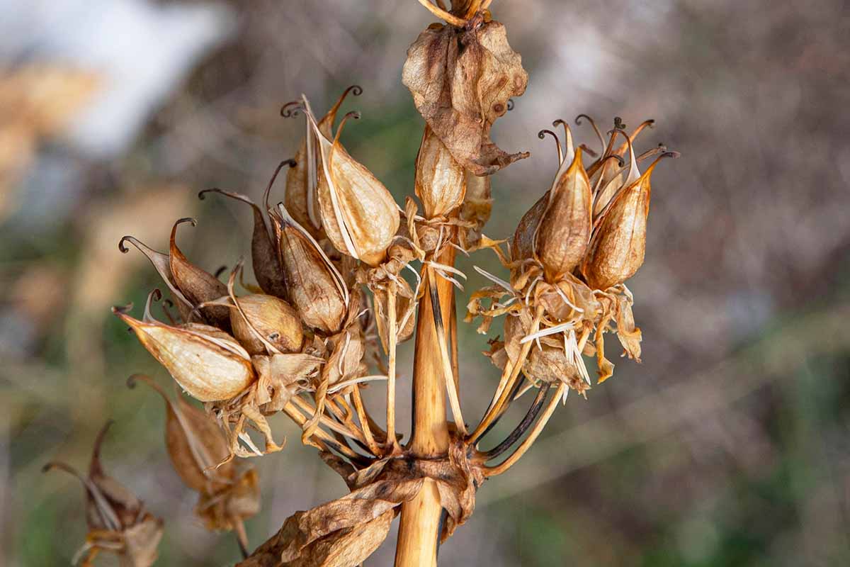 A close up horizontal image of the seed pods on a fading gentian flower pictured on a soft focus background.