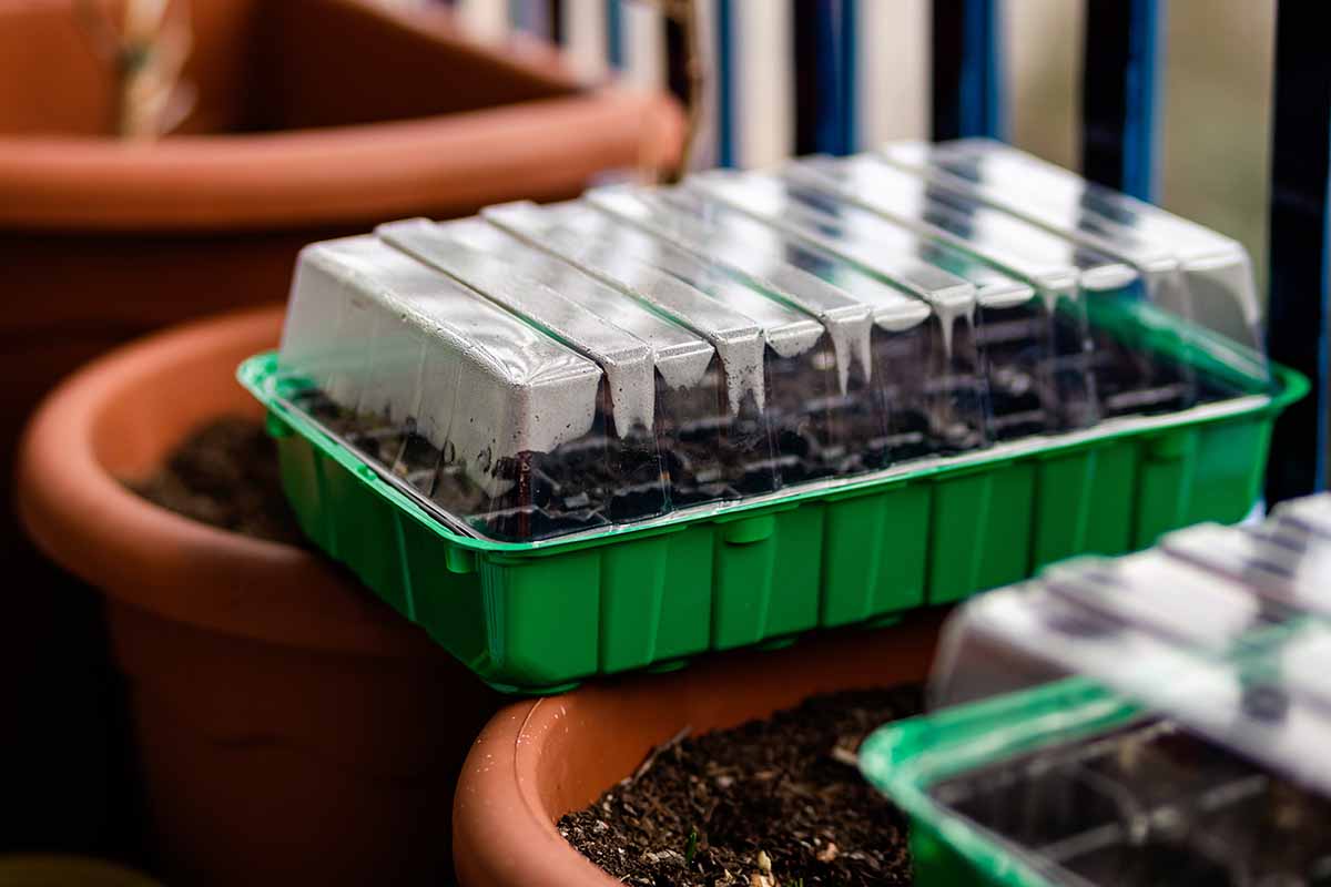 A close up horizontal image of green plastic seedling trays with humidity domes set on top of plastic pots.