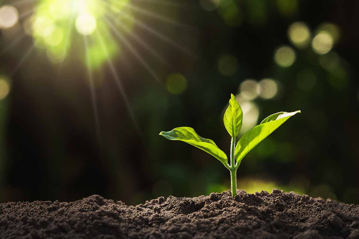 A close up horizontal image of a small seedling growing under a grow light on a dark background.