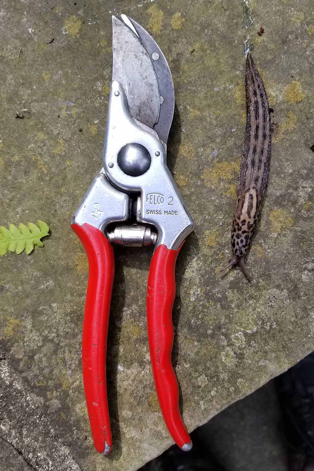 A close up vertical image of a large slug set on a concrete surface with a pair of pruners for scale.