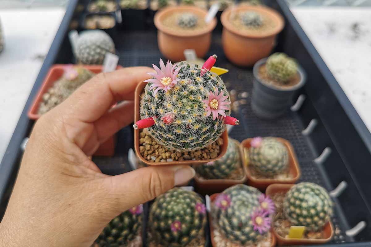 A close up horizontal image of a hand from the bottom of the frame holding up a small cactus in a pot.