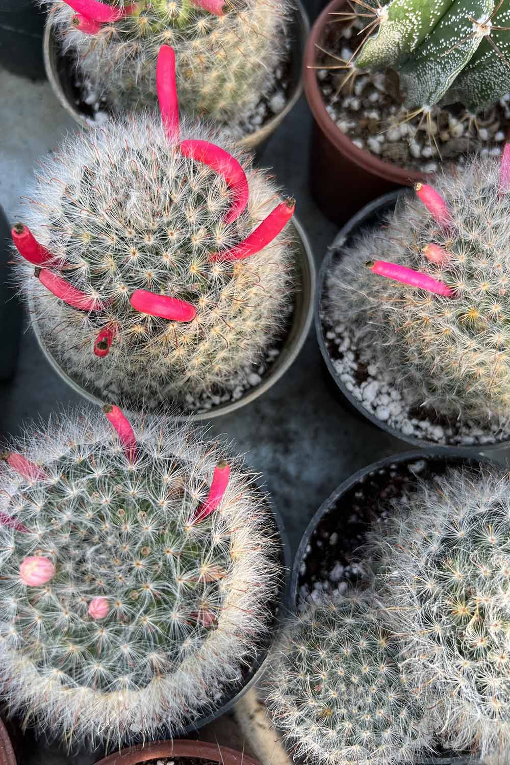 A close up vertical image of small powder puff cacti (Mammillaria) growing in nursery pots.