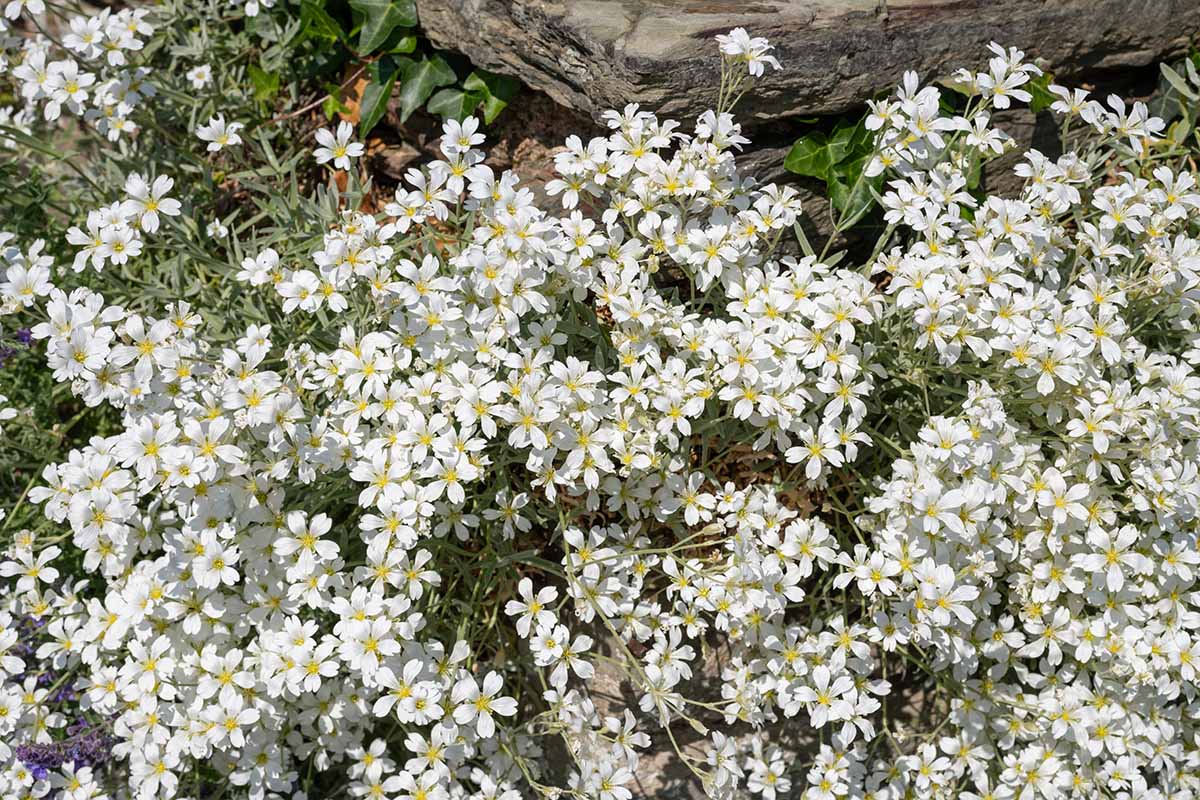 A close up horizontal image of the pretty white flowers of Cerastium tomentosum pictured in bright sunshine.