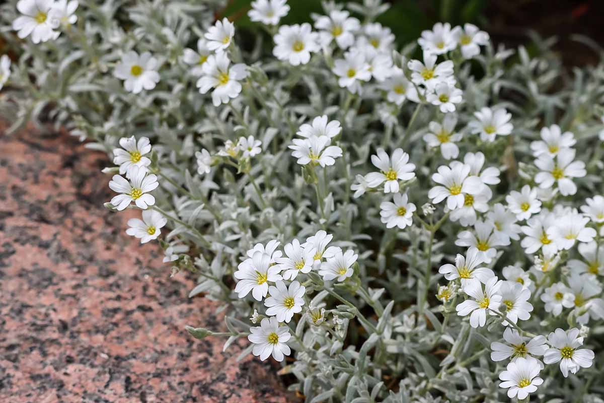 A close up horizontal image of Cerastium tomentosum growing in the garden by the side of a pathway.
