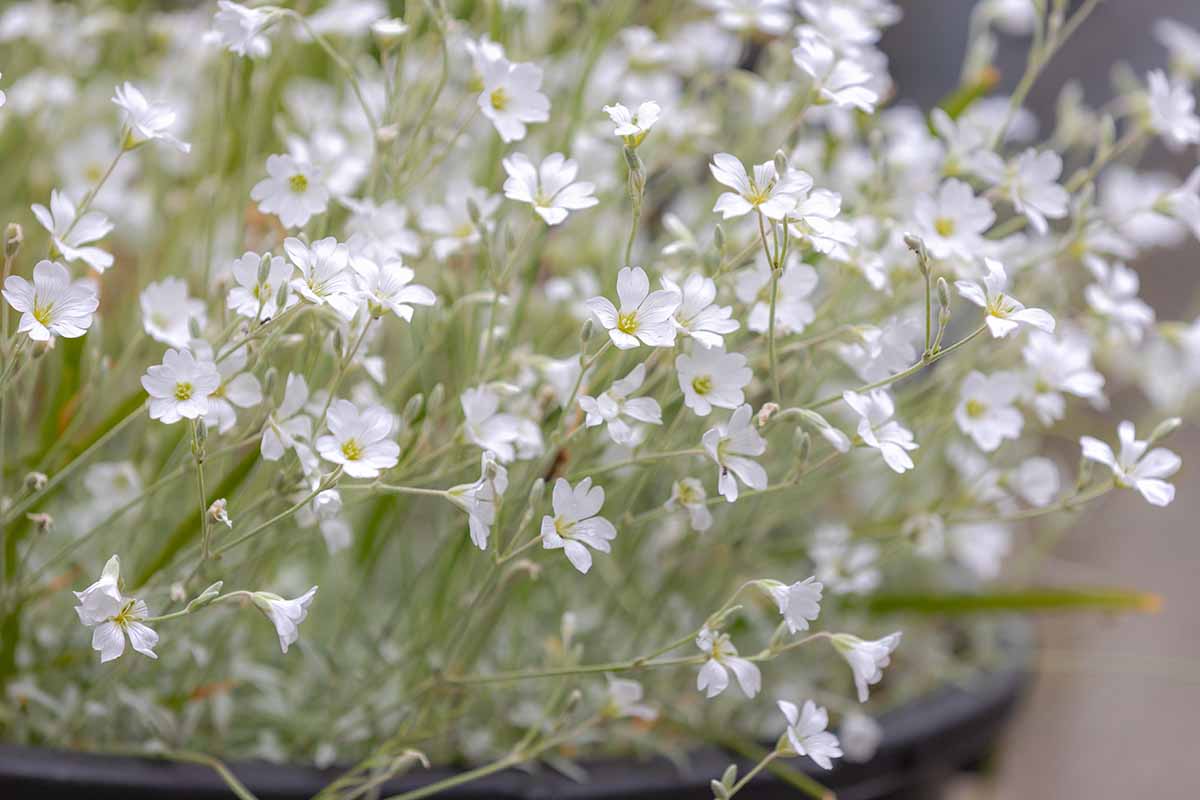 A close up horizontal image of Cerastium tomentosum growing in a container in full bloom.