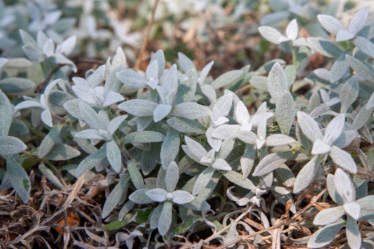 A close up horizontal image of the silvery-green foliage of Cerastium tomentosum growing in the garden.