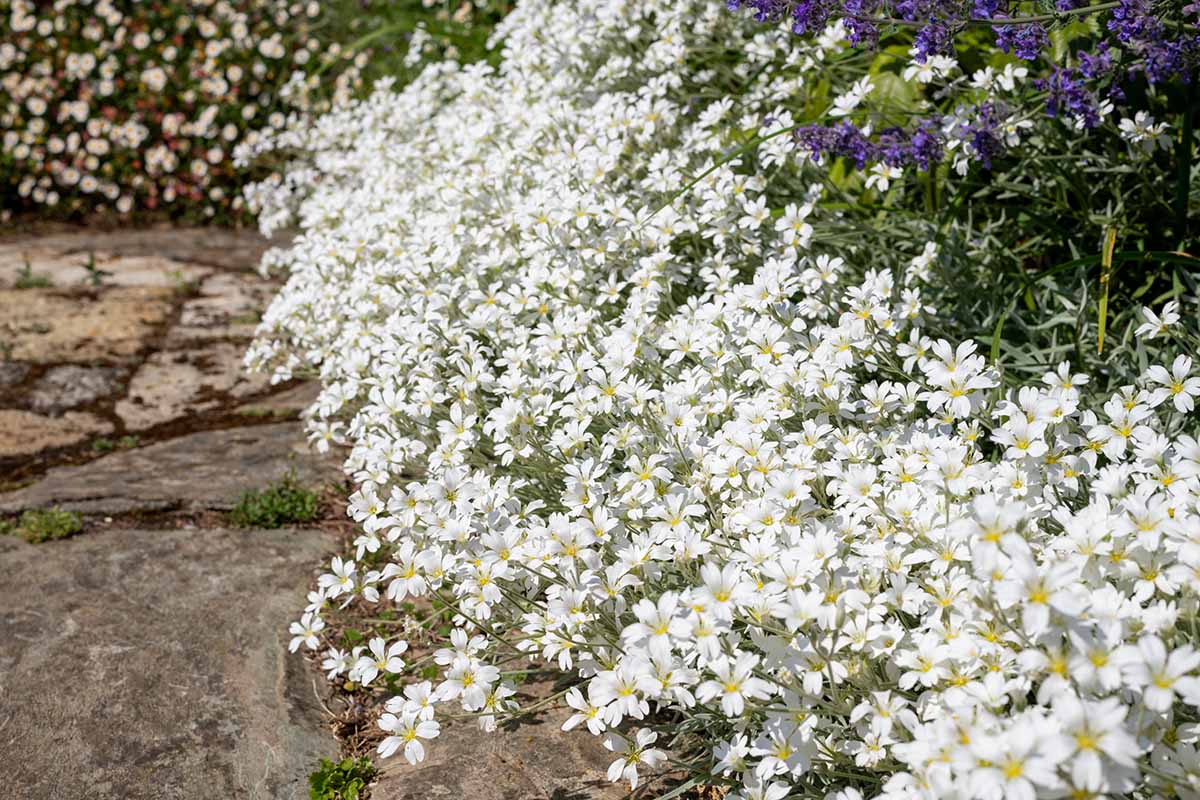 A close up horizontal image of snow-in-summer (Cerastium tomentosum) in full bloom at the edge of a garden border.