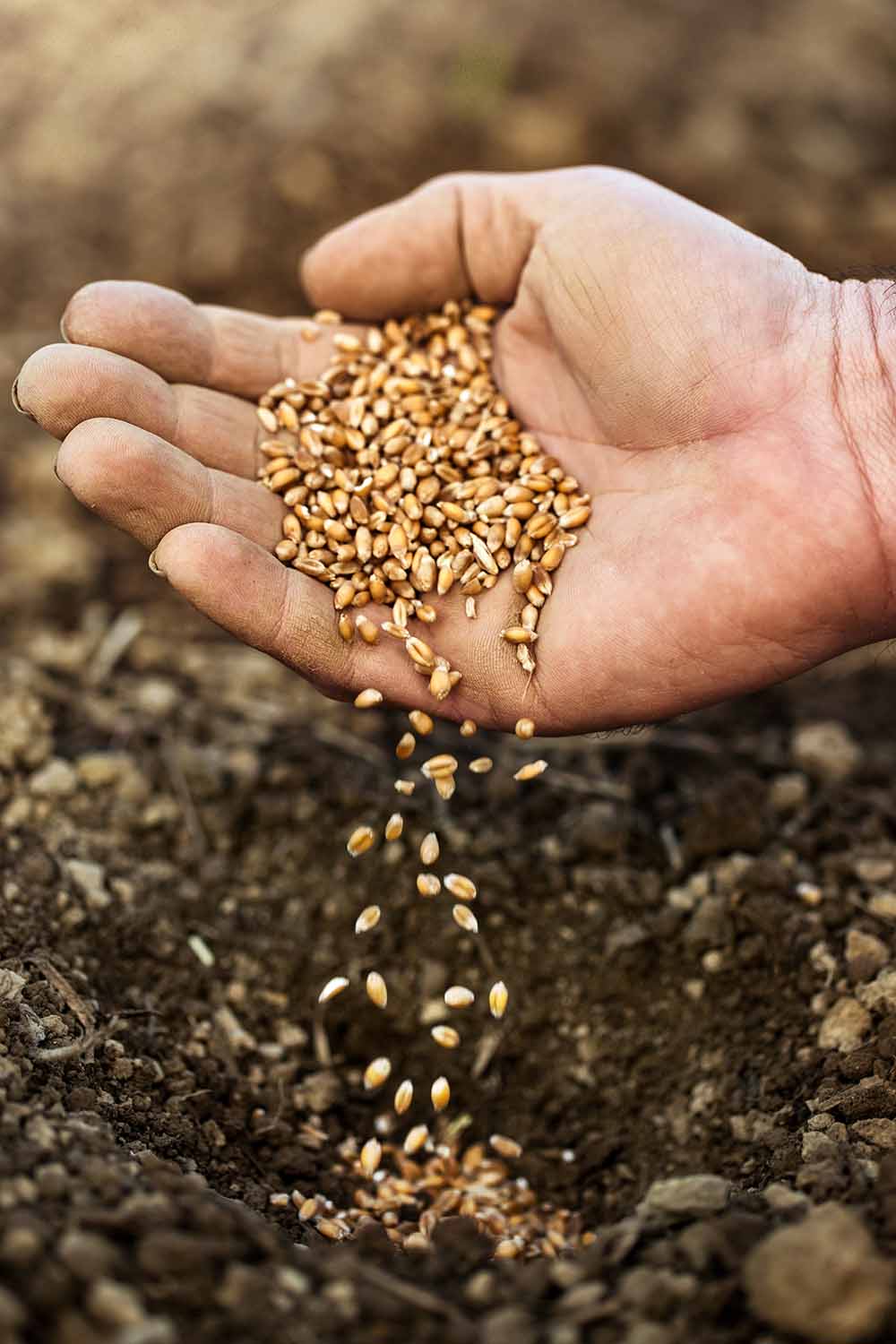 A close up vertical image of a hand from the right of the frame with a handful of seeds, sprinkling them into the soil, pictured on a soft focus background.
