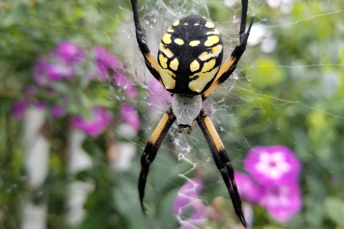 A close up horizontal image of a spider in the garden.