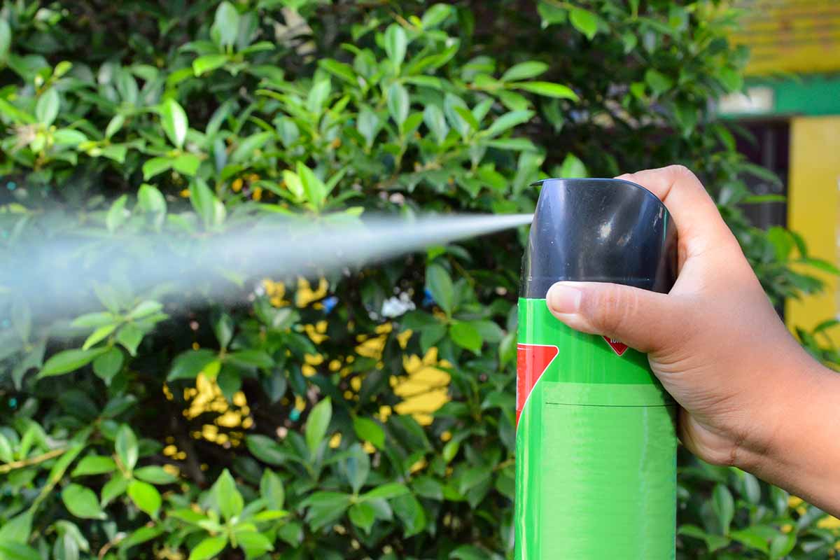 A close up horizontal image of a hand from the right of the frame spraying bug spray in the garden.