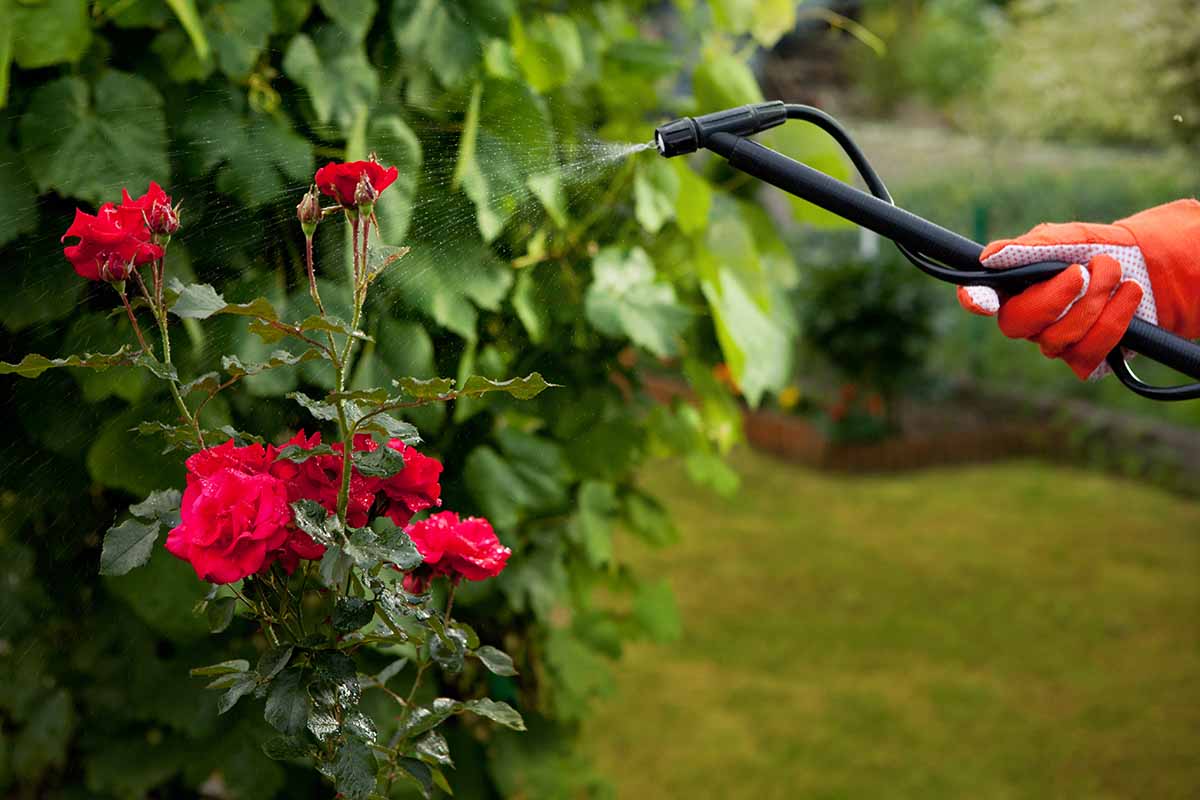 A close up horizontal image of a pair of gloved hands using a water wand to spay pests off a rose bush.