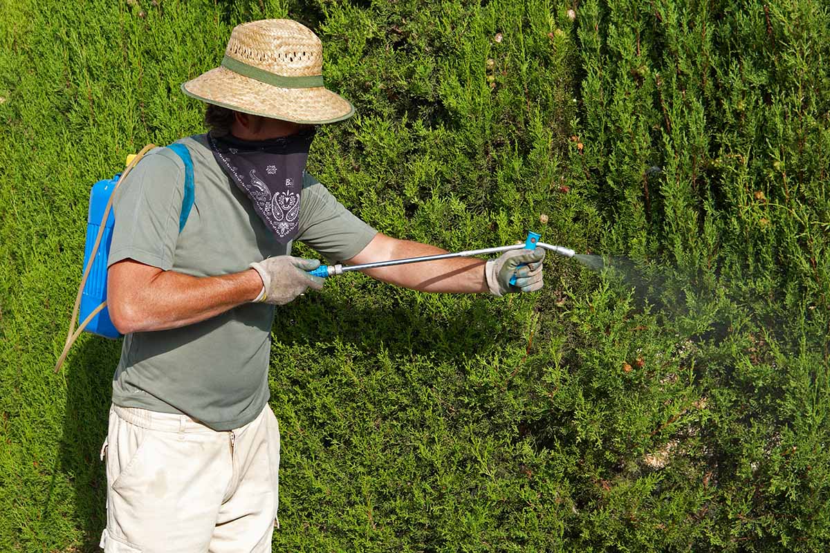 A close up horizontal image of a gardener with gloves, a hat, and face covering, spraying chemicals in the garden.