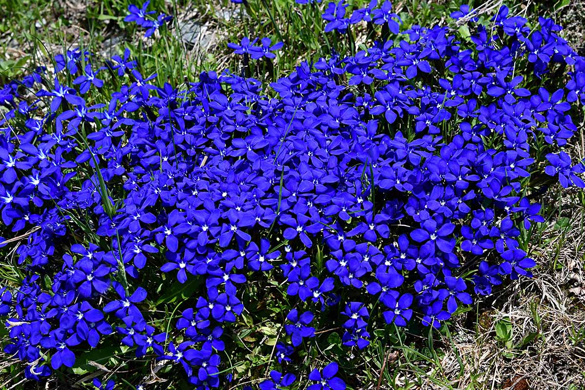 A close up horizontal image of a dense cluster of purple-flowering Gentiana verna growing wild.