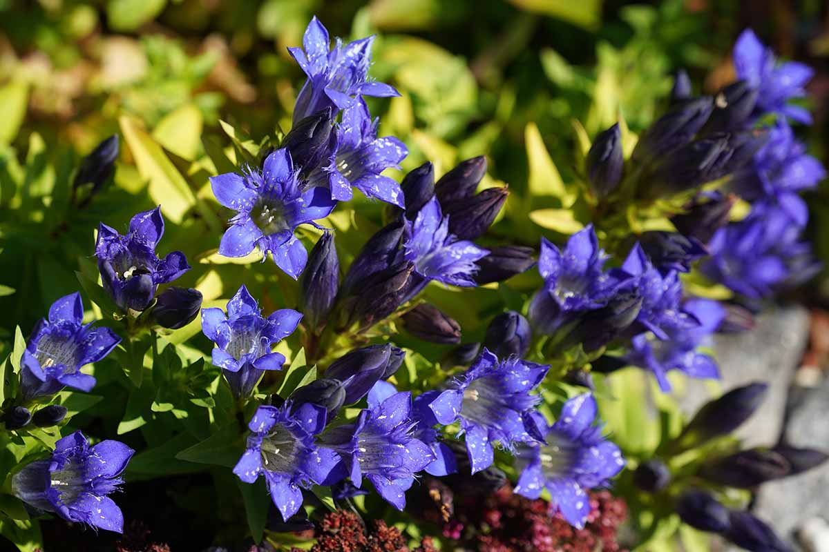 A close up horizontal image of stemless gentian flowers (Gentiana acaulis) growing in the garden pictured in light sunshine.