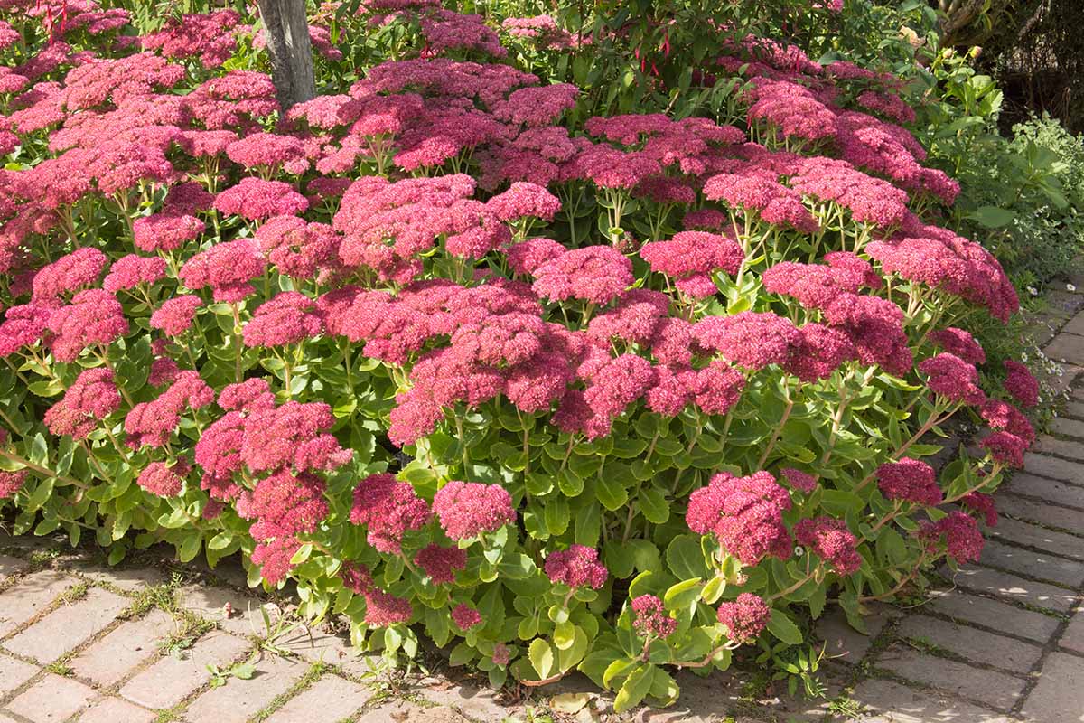 A close up of a plant with bright green leaves and deep pink flower heads in bright sunlight in autumn.