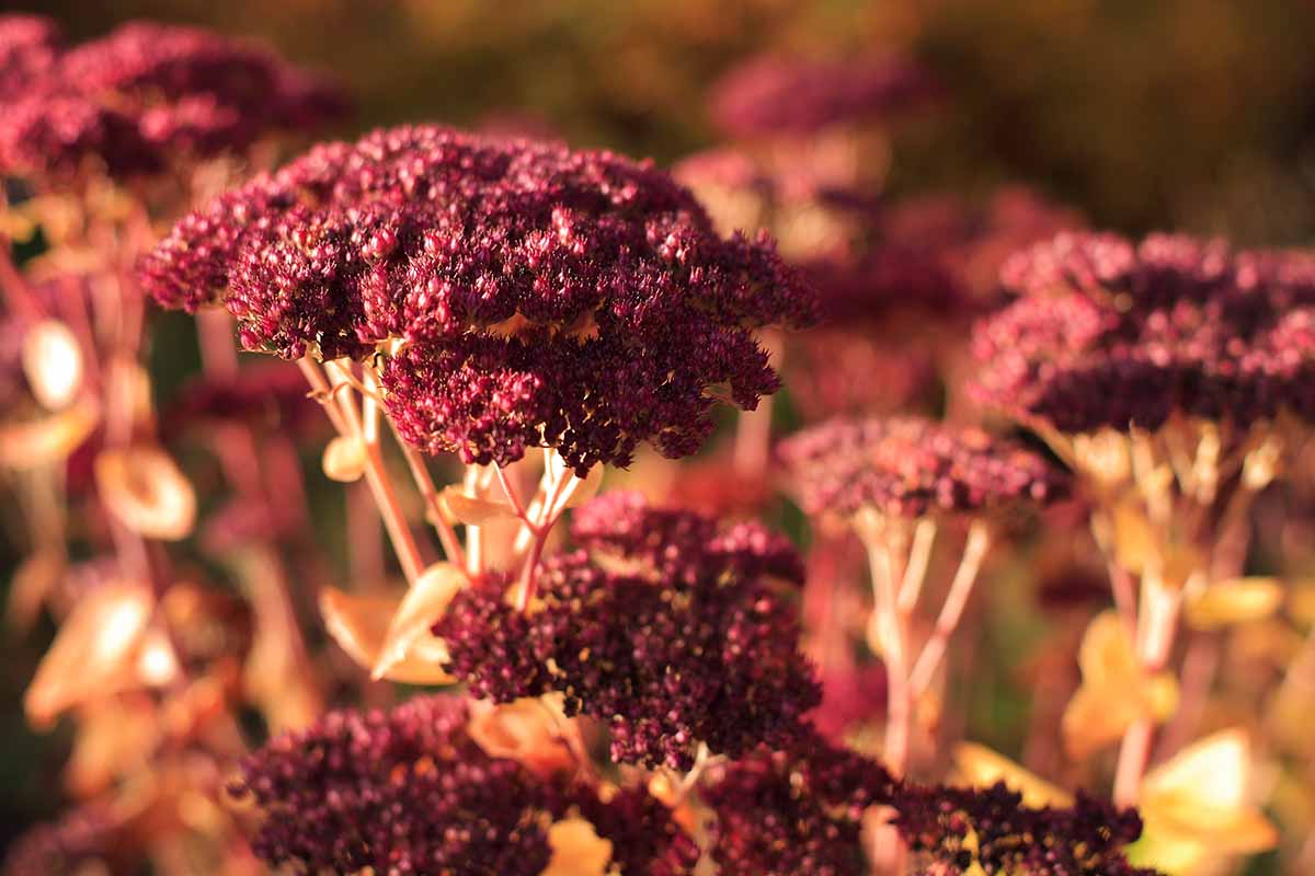 A close up of a deep purple seed head on light brown stems with more of them in soft focus in the background. The light is soft and autumnal.