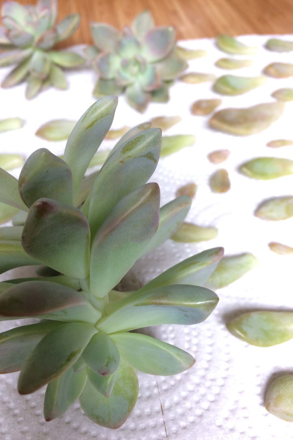 A close up vertical image of a paper towel with leaves to allow them to dry off.