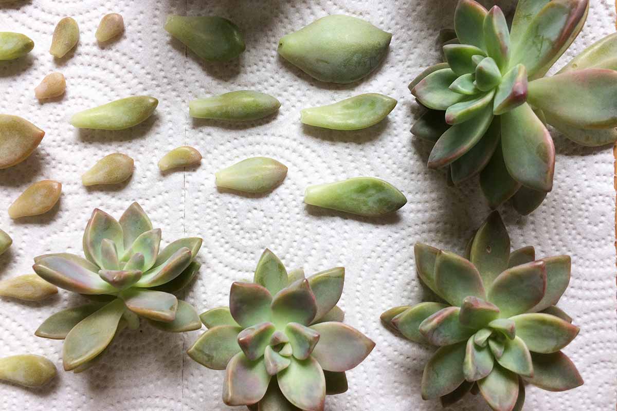 A close up horizontal image of leaves and plantlets set on a paper towel.