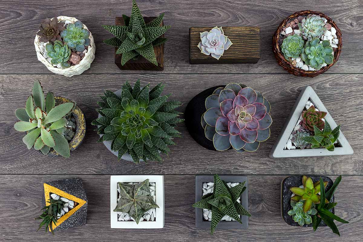 A close up horizontal image of a collection of different succulents set on a wooden surface.