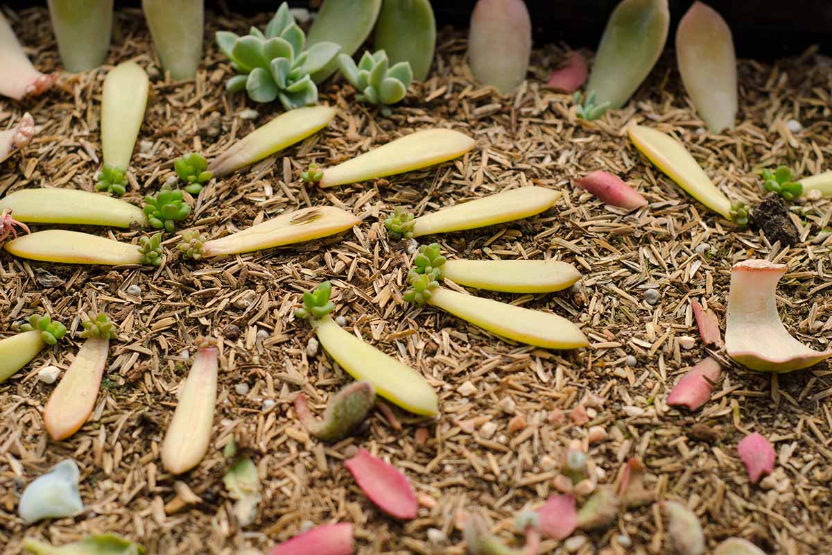 A close up horizontal image of succulents being propagated from leaf cuttings.