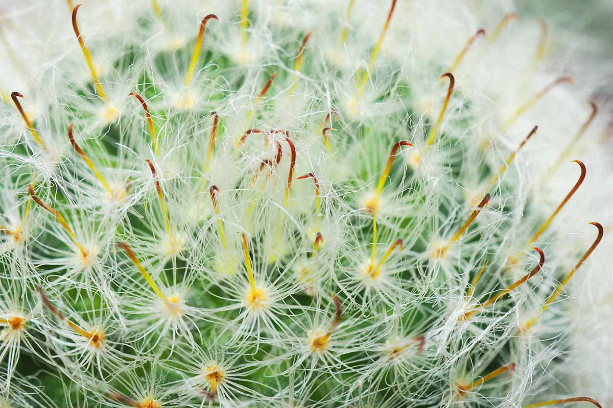 A close up horizontal image of the surface of a powder puff cactus.