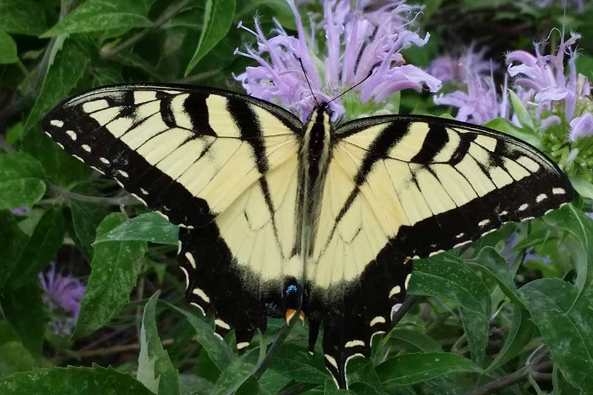A close up horizontal image of a swallowtail butterfly feeding on bee balm in the garden.