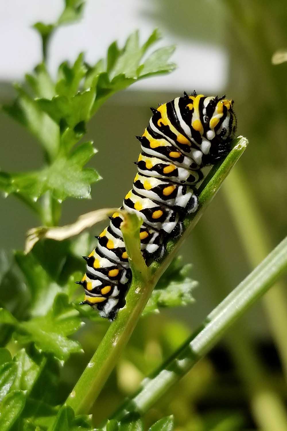 A close up vertical image of a swallowtail caterpillar on a plant in the garden.