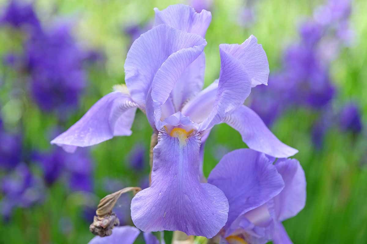 A close up horizontal image of Iris pallida aka Dalmatian in full bloom pictured on a soft focus background.