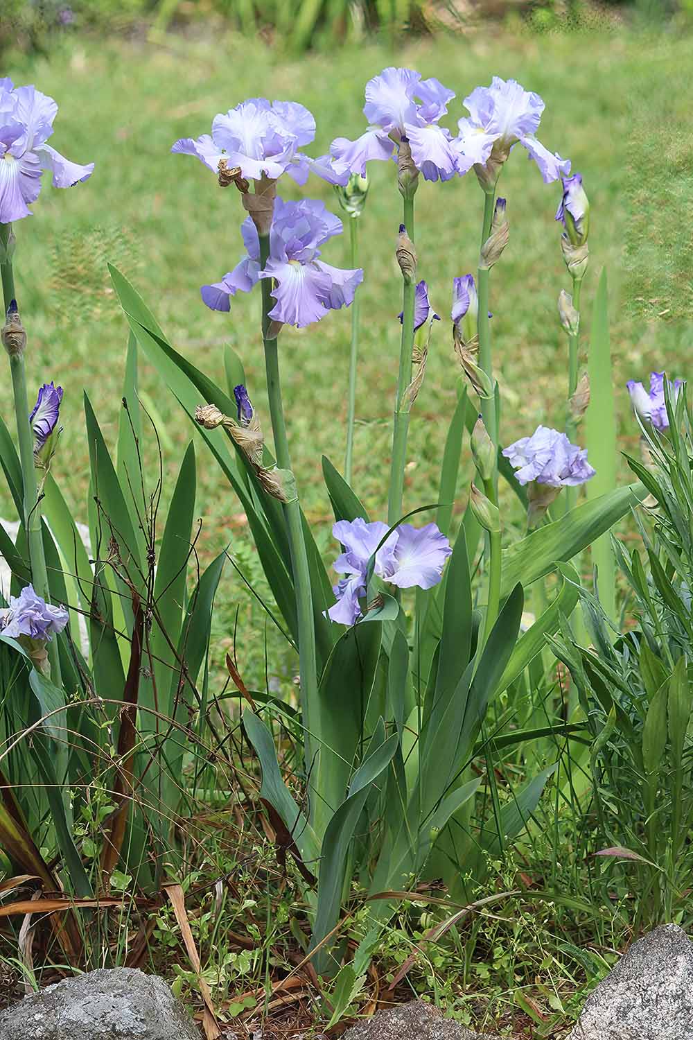 A close up vertical image of Iris pallida flowers growing in the garden at the side of a lawn.