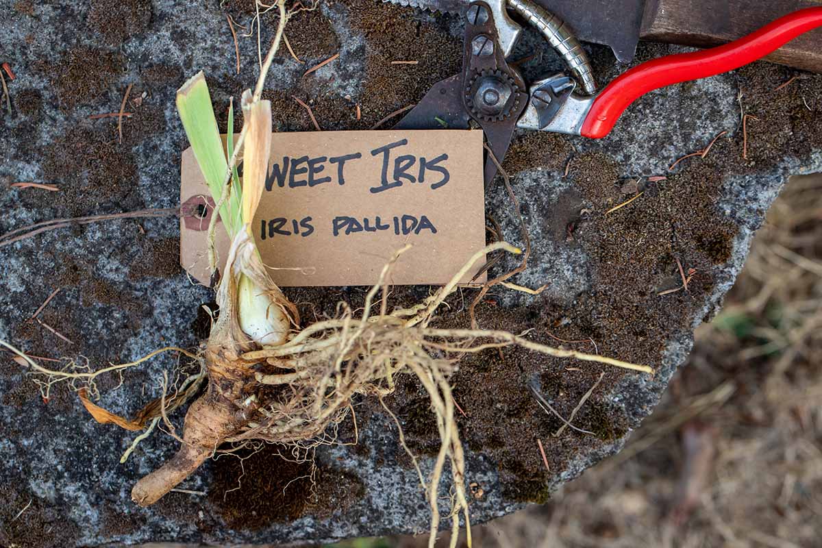 A close up horizontal image of iris rhizomes ready for planting with a pair of pruners and a label above them.