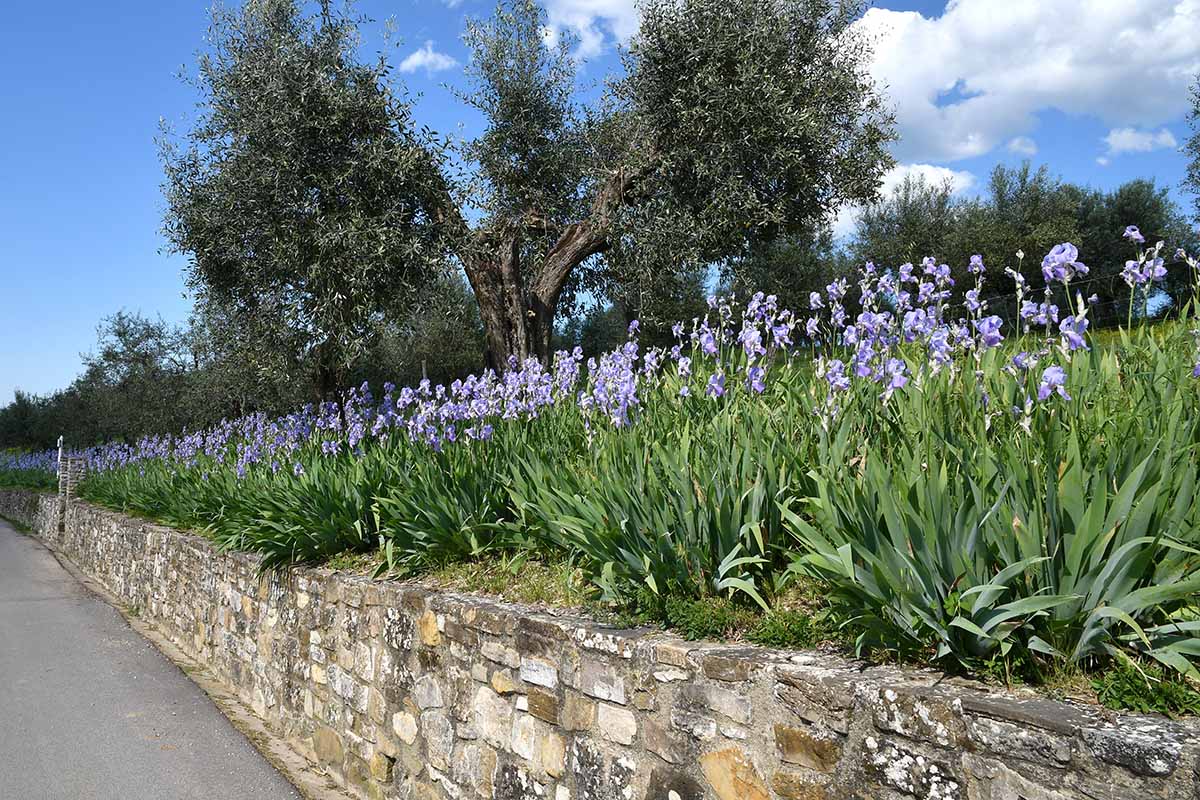 A horizontal image of sweet iris flowers in full bloom growing on the top of a stone retaining wall pictured in bright sunshine on a partly clouded blue sky background.