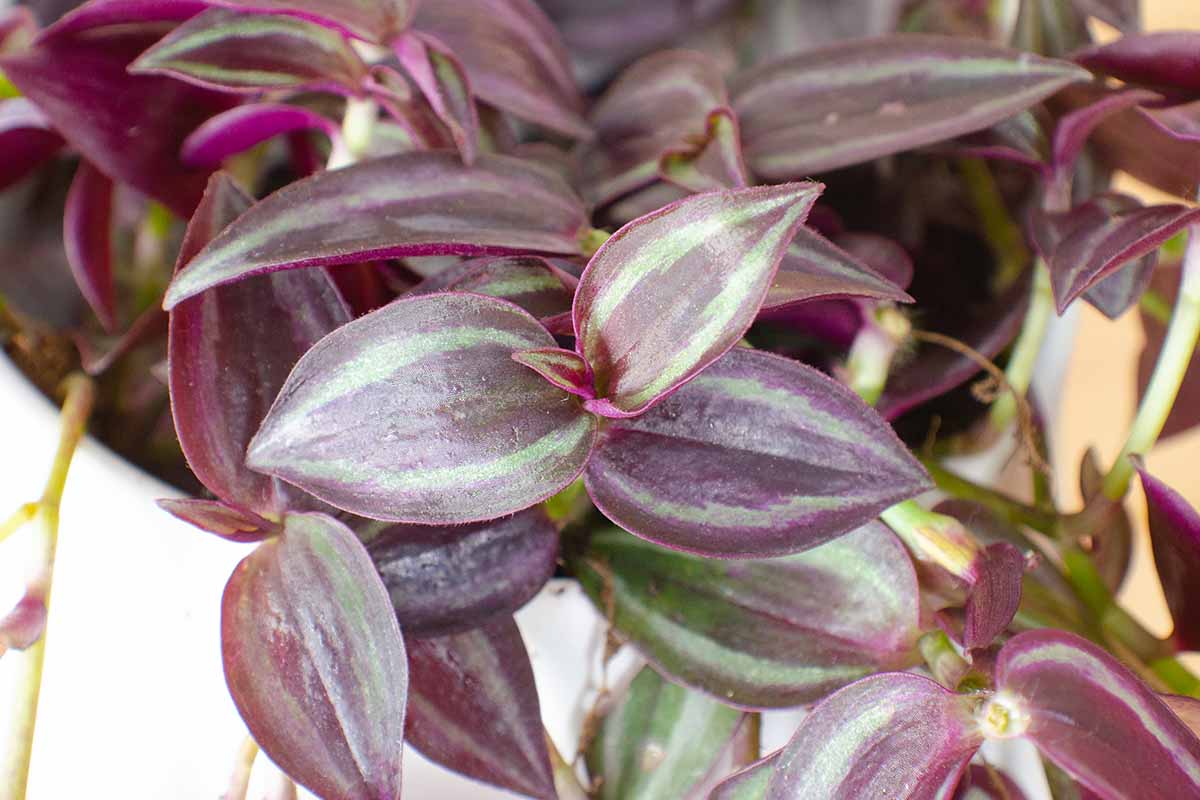 A close up horizontal image of the foliage of a spiderwort plant growing in a pot pictured on a soft focus background.