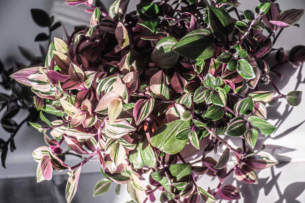 A close up horizontal image of a Tradescantia 'Tricolor' plant growing in a pot pictured in bright sunshine.