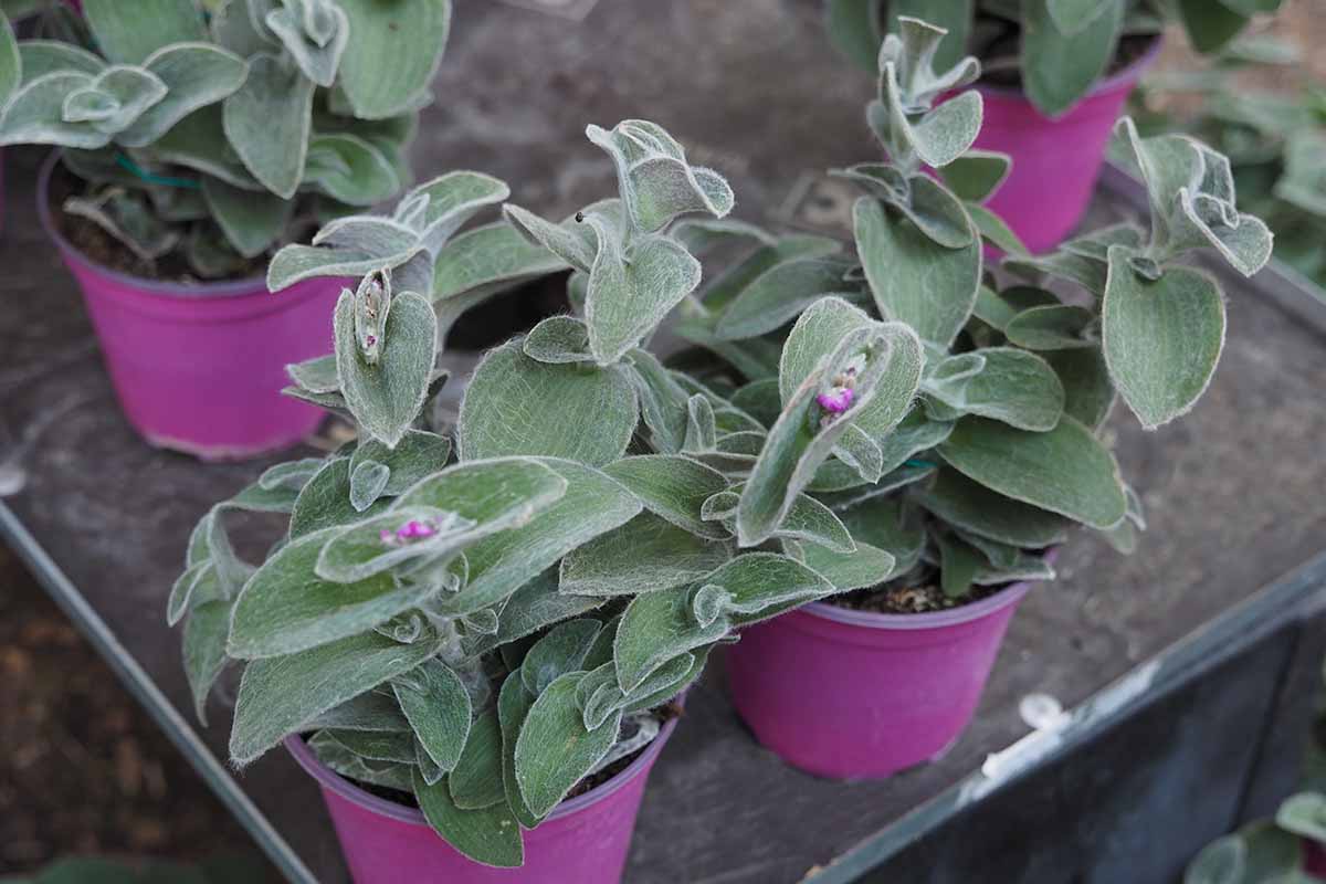 A close up horizontal image of pink nursery pots containing small spiderwort plants set on a dark surface.