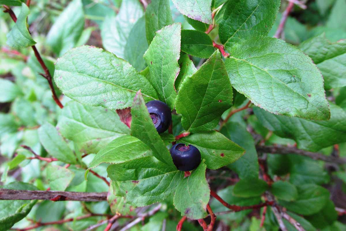 A close up horizontal image of the dark purple berries of Vaccinium deliciosum growing in the landscape.
