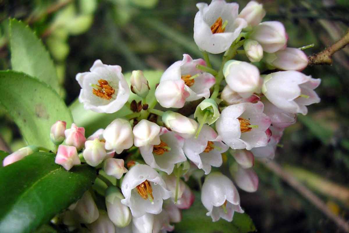 A close up horizontal image of the flowers of a huckleberry plant growing in the garden.