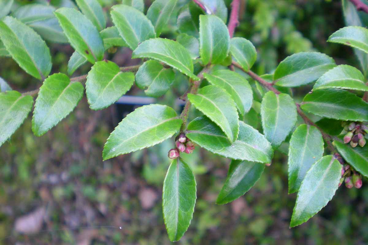 A close up horizontal image of the foliage and developing buds of Vaccinium ovatum growing in the landscape.