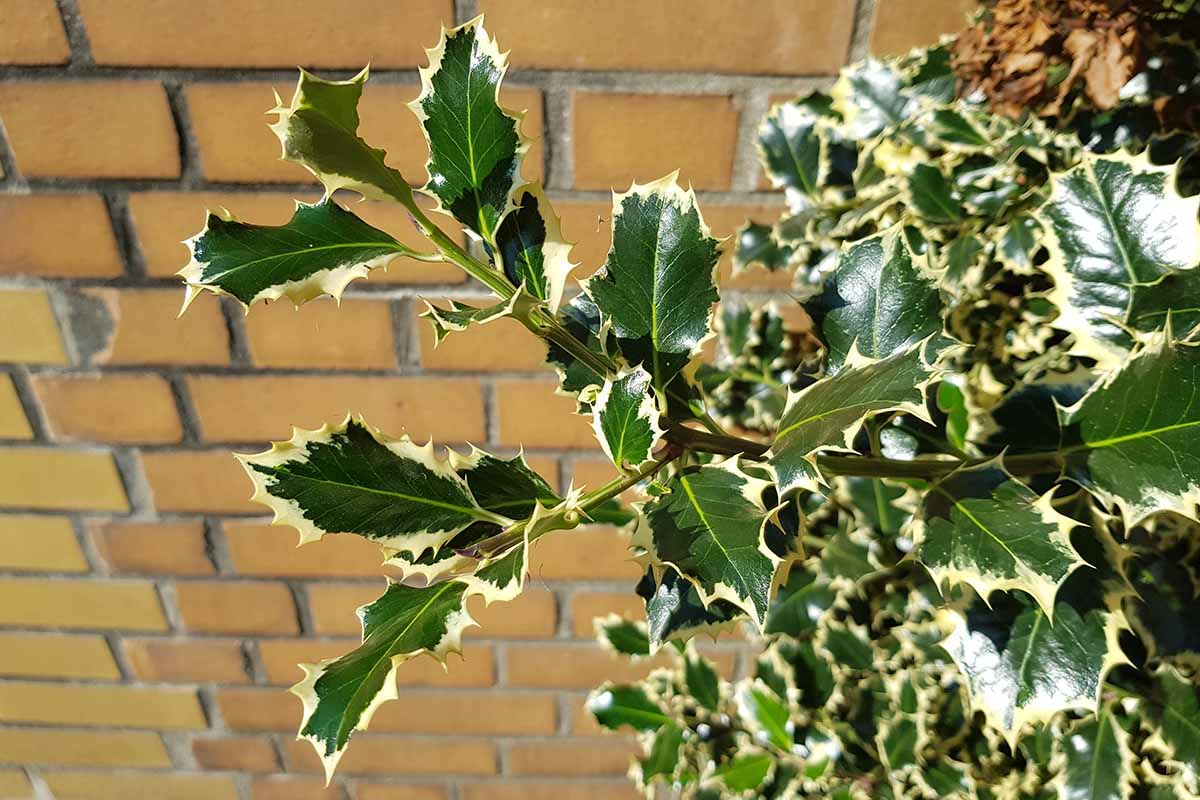 A close up horizontal image of the variegated foliage of English holly with a brick wall in the background.