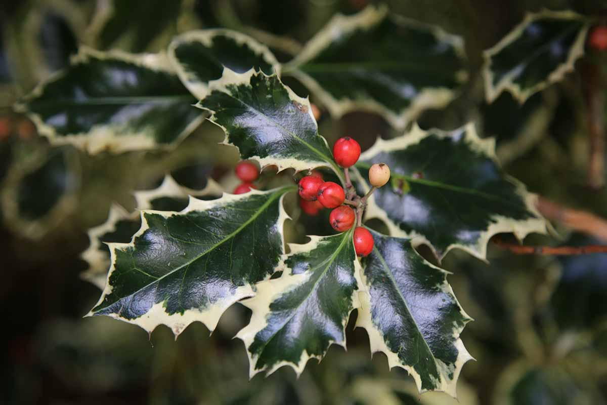 A close up horizontal image of variegated English holly with bright red berries pictured on a soft focus background.